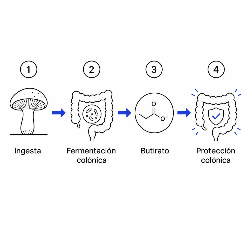 Fermentación colónica tras consumo de seta cardo