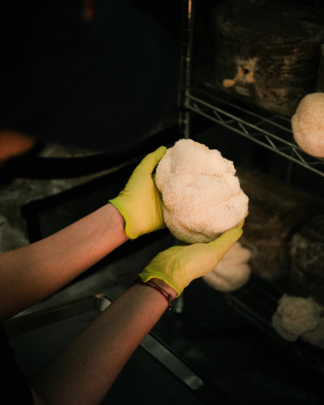 Manos con guantes sosteniendo hongo comestible cultivado artesanalmente