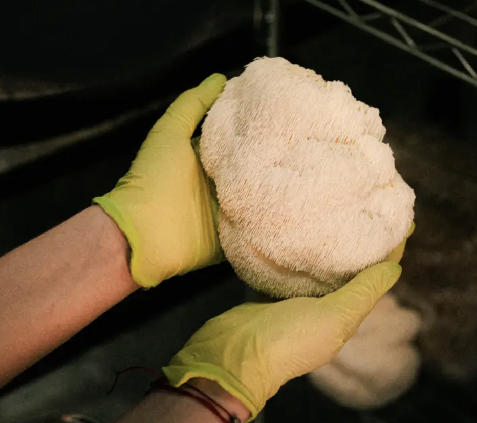 Melena de león en manos con guantes amarillos de laboratorio